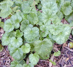 Heuchera 'Chatterbox'