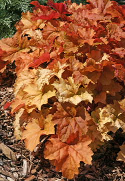 Heuchera 'Dolce Creme Brulee'