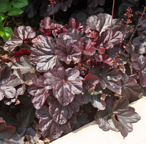 Heuchera 'Obsidian'