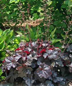 Heuchera 'Obsidian' flowering.