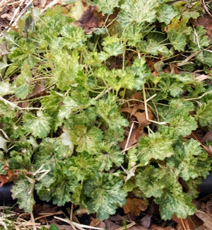 Heuchera 'Snow Angel'