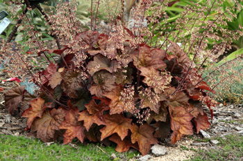 Heuchera 'Palace Purple' looking more coppery than purple!