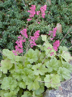 Green-leaved heuchera with bright pink flowers.