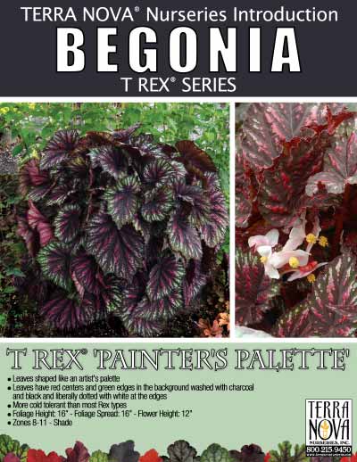 Begonia T REX® 'Painter's Palette' - Product Profile