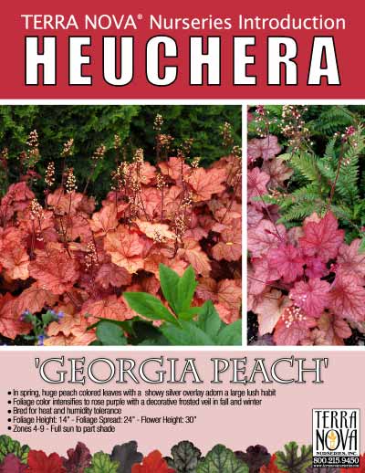 Heuchera 'Georgia Peach' - Product Profile