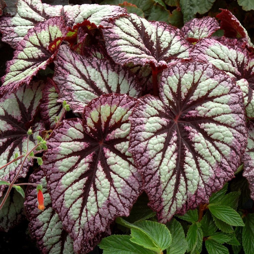 Begonia Fireworks Terra Nova Nurseries Inc