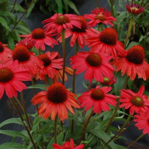 Echinacea Kismet® Red 