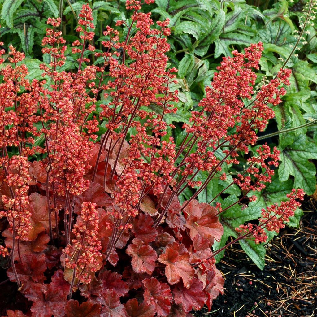 Heuchera Terra Nova Nurseries Inc