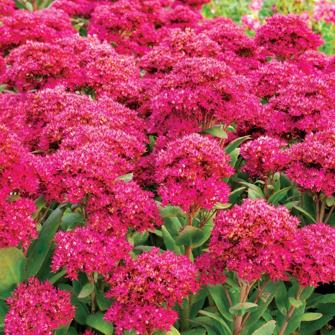 Sedum ‘Class Act’ TERRA NOVA® Nurseries, Inc.