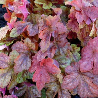 Heucherella 'Redstone Falls'