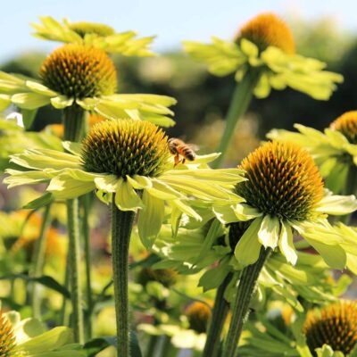 Echinacea KISMET® 'Kiwi'