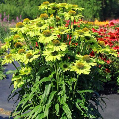 Echinacea KISMET® 'Kiwi'