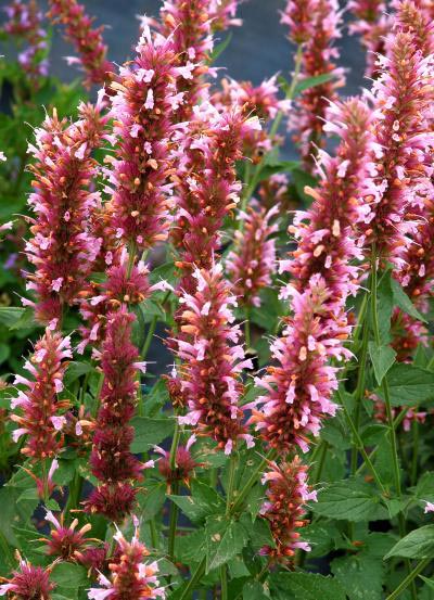 Agastache 'Cotton Candy'