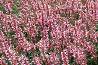 Agastache 'Cotton Candy' en masse