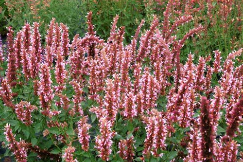 Agastache 'Cotton Candy'