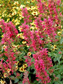 Agastache 'Raspberry Summer'