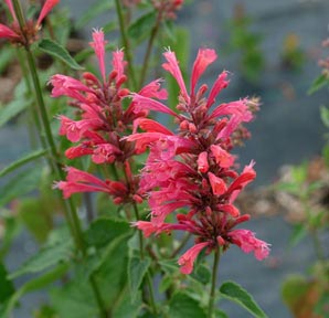 Agastache 'Raspberry Summer'