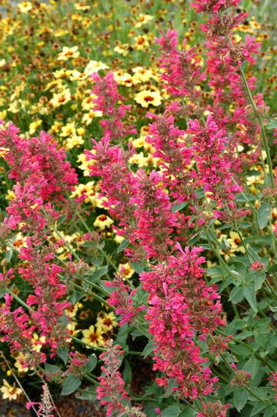 Agastache 'Raspberry Summer'