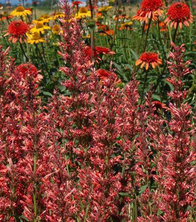 Agastache 'Summer Fiesta'