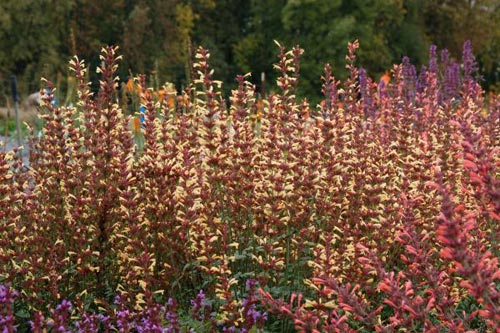 Agastache 'Summer Glow'