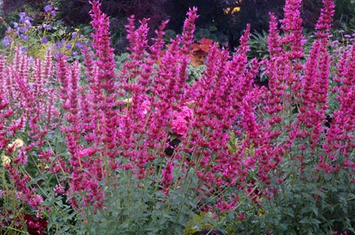 Agastache 'Summer Love'