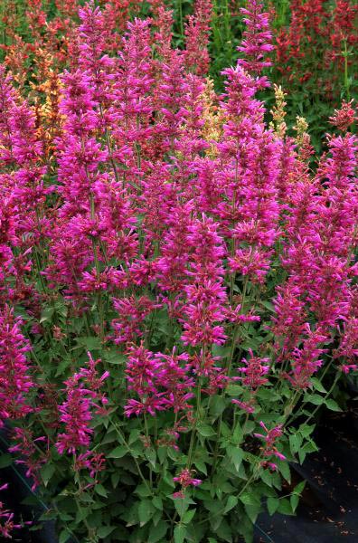 Agastache 'Summer Love'