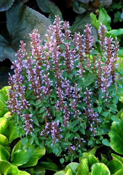 Agastache 'Summer Sky'