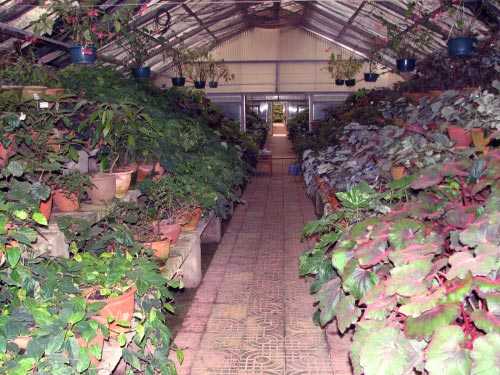 Begonia collection at Kunming Botanical Garden