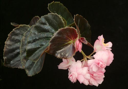 Begonia 'Cragmont'