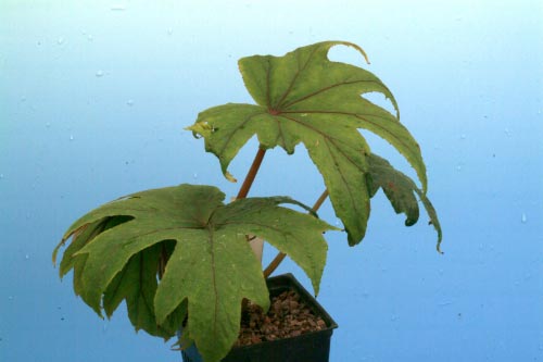 Begonia palmata