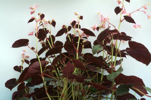 Begonia grandis 'Wildwood Splendor'