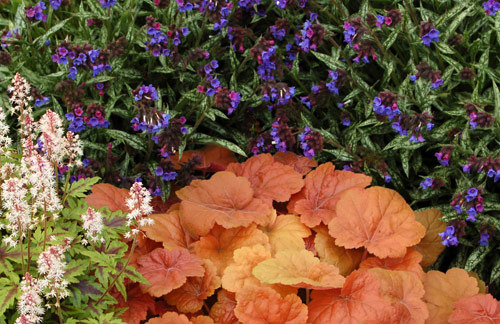 Heuchera 'Southern Comfort', Tiarella 'Sugar & Spice', Pulmonaria ...