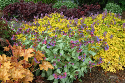 Pulmonaria 'Excalibur', Heuchera 'Ginger Ale' & Corydalis 'Berry Exciting'