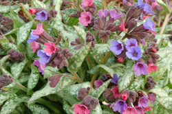 Pulmonaria 'High Contrast' 