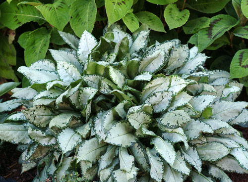 Pulmonaria 'Moonshine'