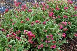 Pulmonaria 'Raspberry Splash'