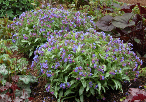 Pulmonaria 'Silver Shimmers'