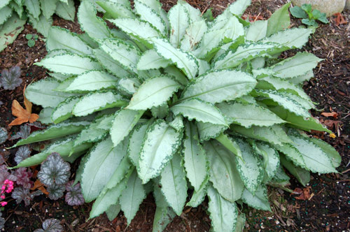 Pulmonaria 'Silver Shimmers'