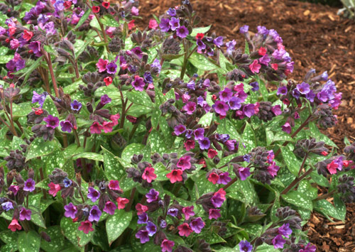 Pulmonaria 'Victorian Brooch'