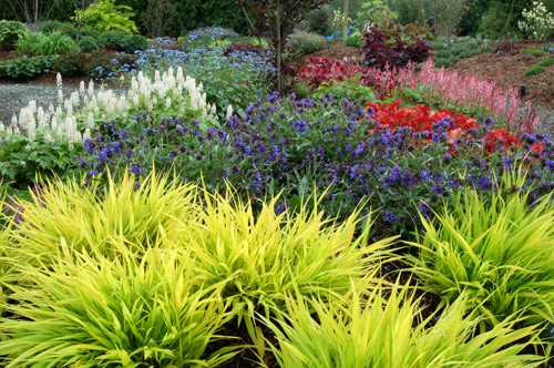 Terra Nova's Garden on April 24, 2006 (P. longifolia ssp. cevennensis)