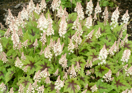 Tiarella 'Pirate's Patch'