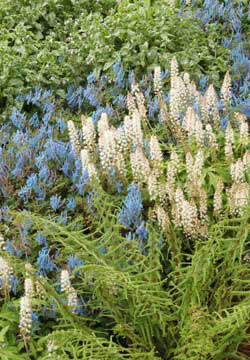 Tiarella with Corydalis and Athyrium 