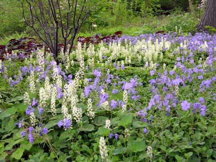 Pierce's Woods (Photo by W. Gary Smith) 