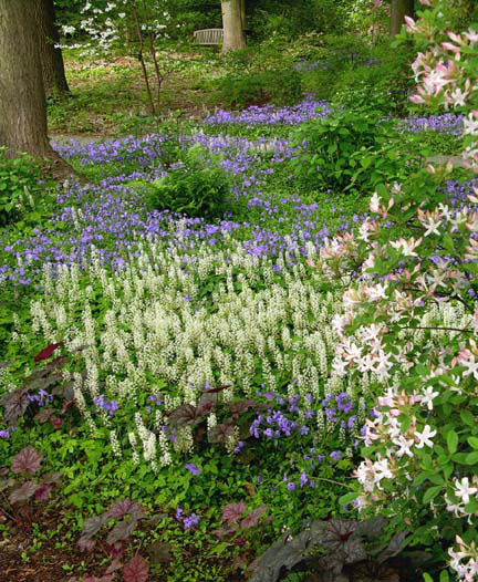 Pierce's Woods (Photo by W. Gary Smith) 