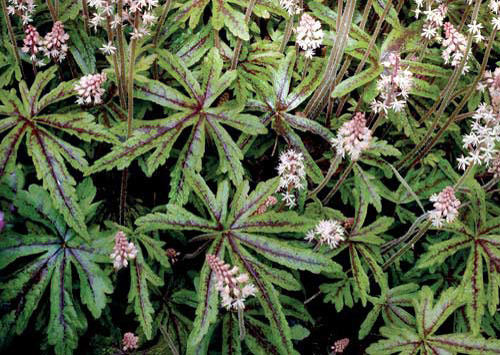 Tiarella 'Candy Striper' 