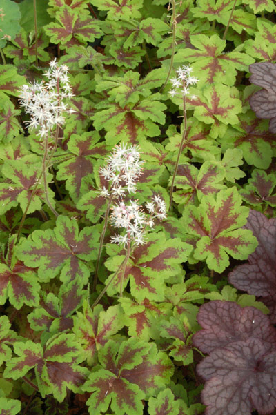 Tiarella 'Crow Feather'