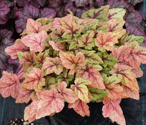 Tiarella 'Mystic Mist'