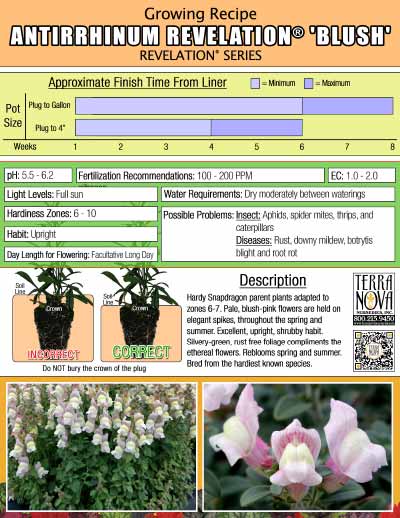 Antirrhinum REVELATION® 'Blush' - Growing Recipe