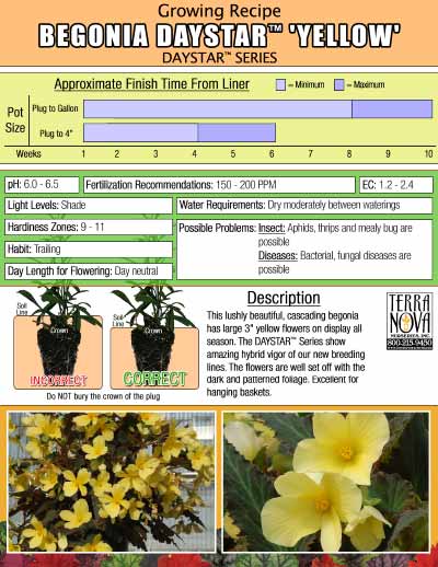 Begonia DAYSTAR™ 'Yellow' - Growing Recipe