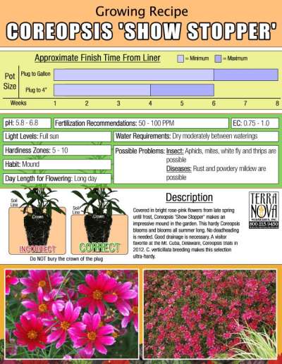 Coreopsis 'Show Stopper' - Growing Recipe